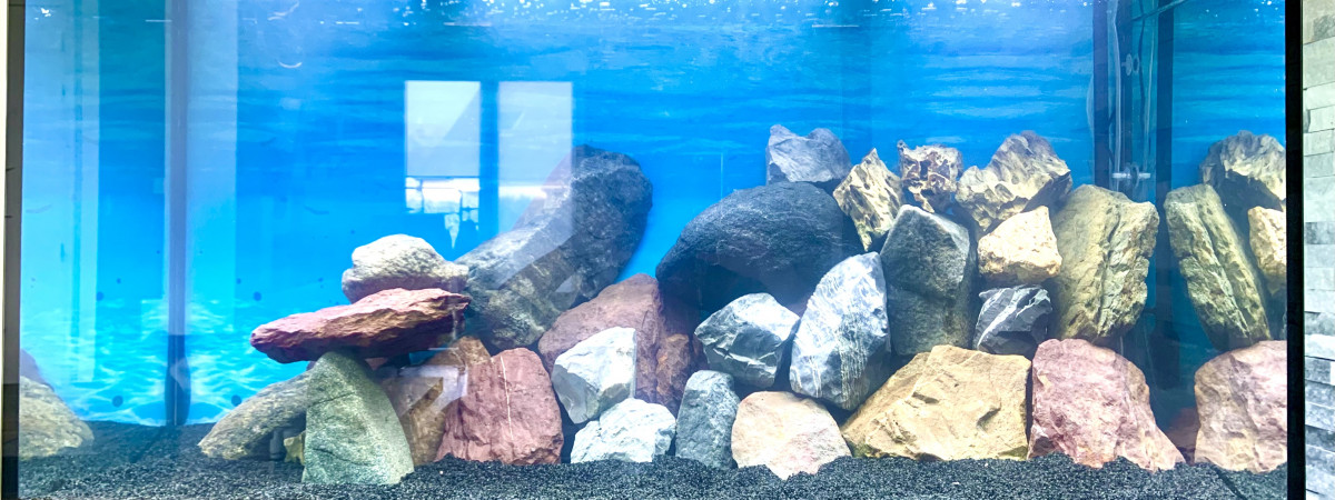 aquarium Malawi