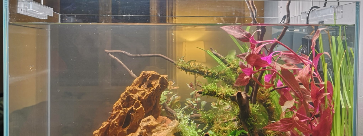 aquarium 36L