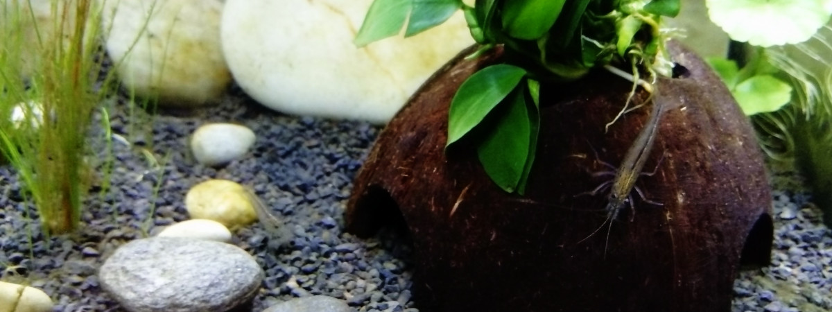 aquarium Betta Tank