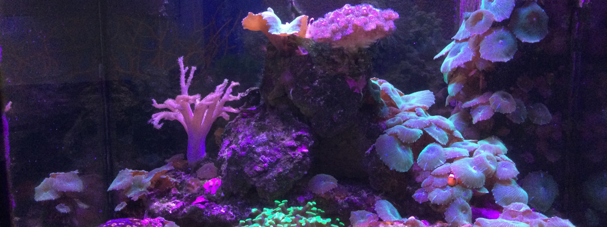 aquarium Recifal