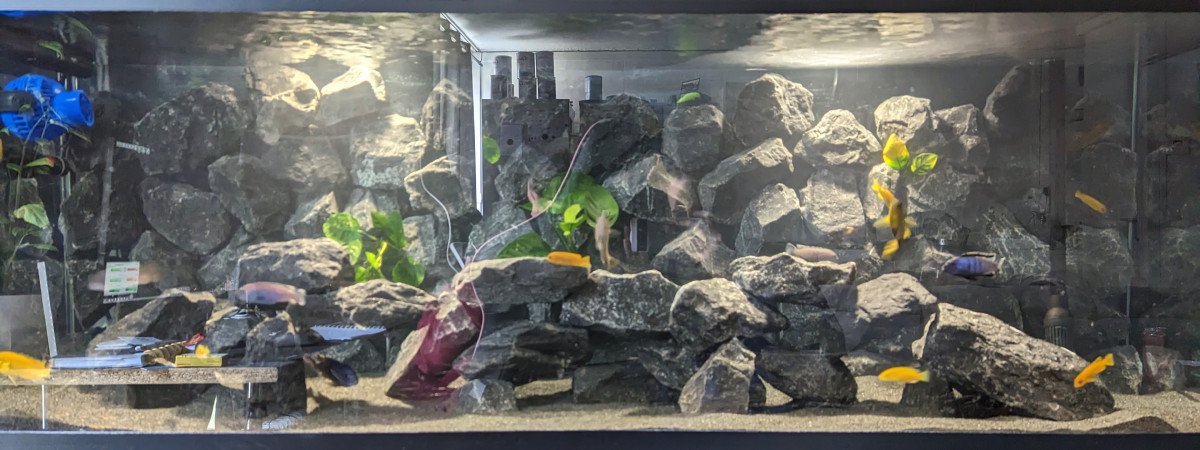 aquarium Bac cichlidé - 375 Litres
