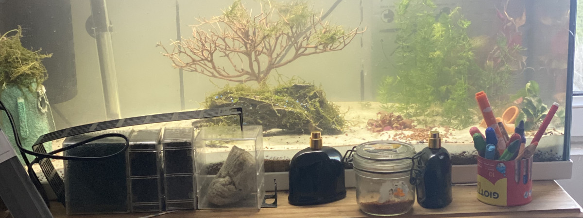 aquarium Aquarium repos et alevins