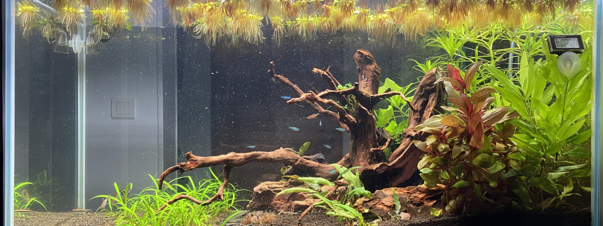 aquarium Lorenok