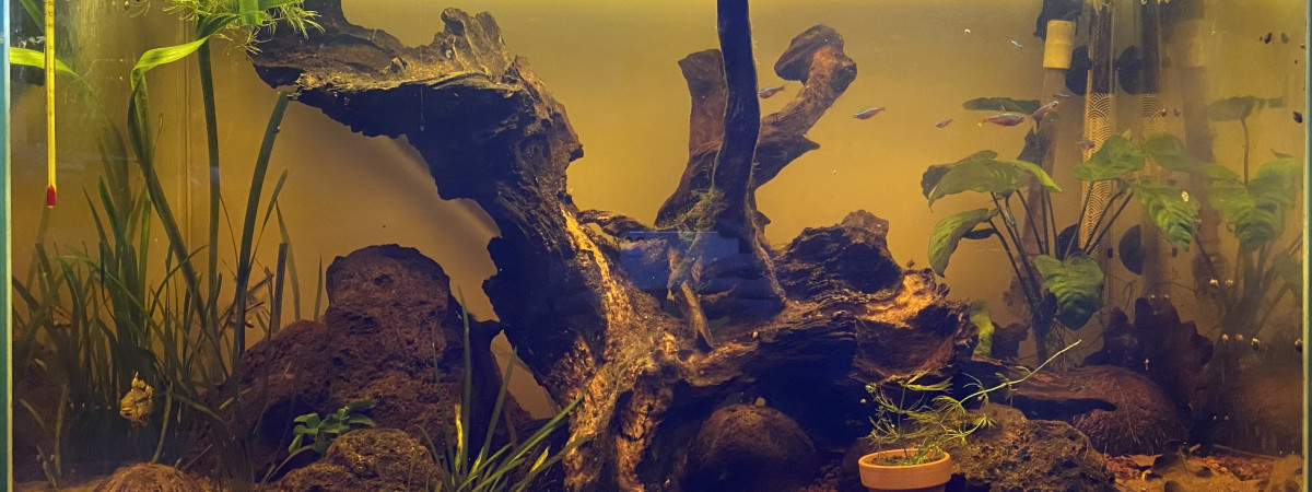 aquarium Solimoes