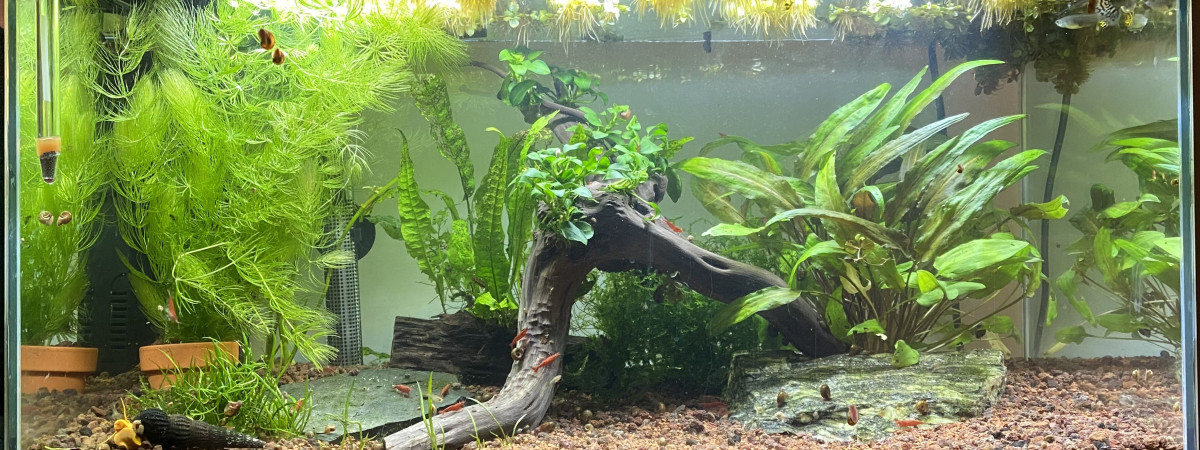 aquarium Dawsons Creek