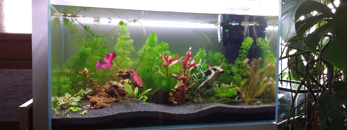 aquarium 80L