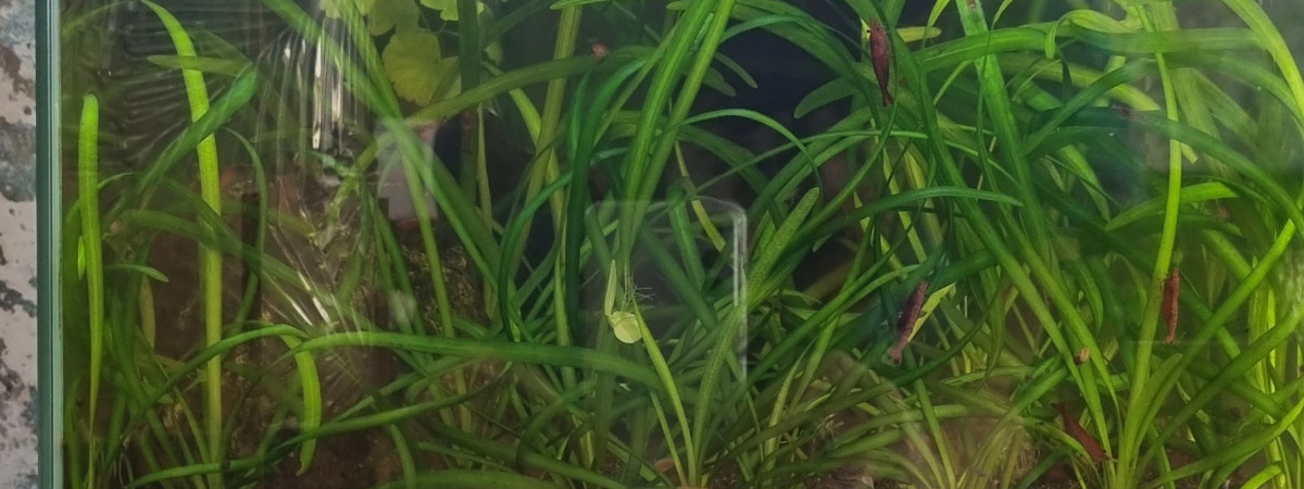 aquarium Nano red cherry