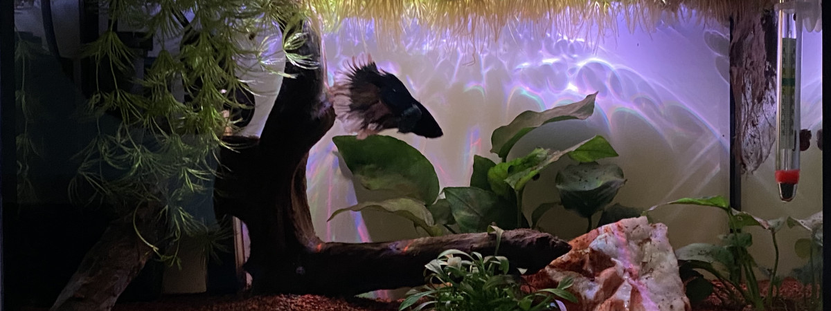 aquarium Dumbo