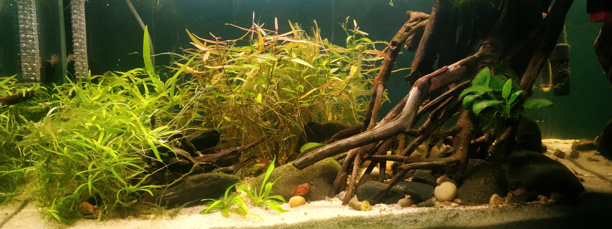 aquarium Rio Paraguay