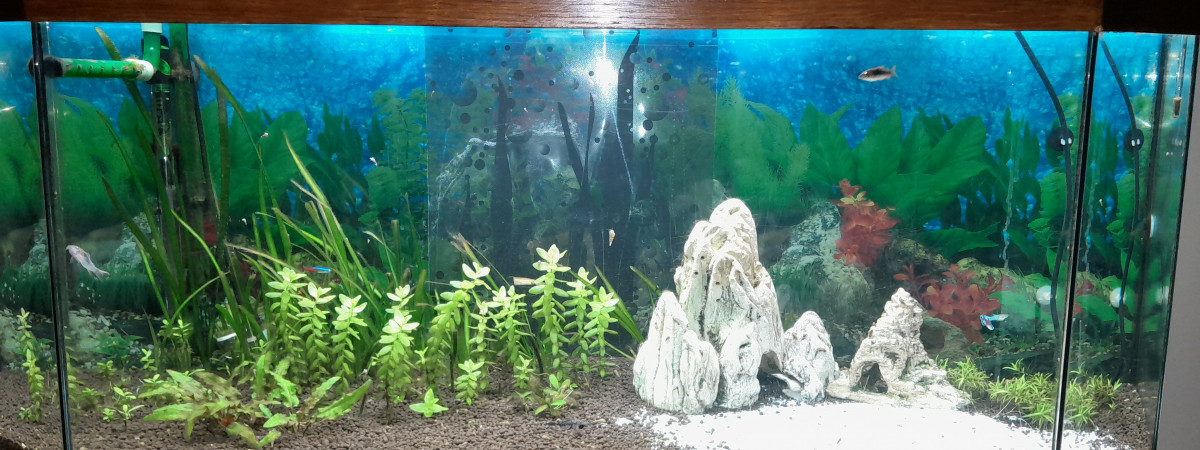 aquarium Aquarium