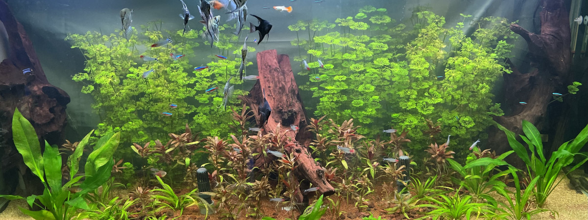 aquarium Amaz600
