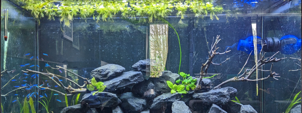 aquarium Bac communautaire Loricariidae - cardinaris