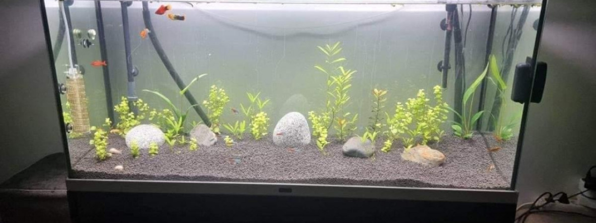 aquarium aqualantils