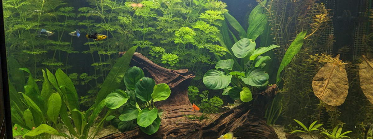 aquarium Juwel Lido 120