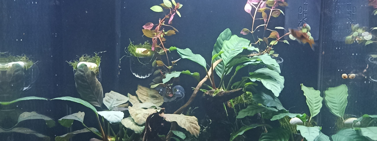 aquarium 60L