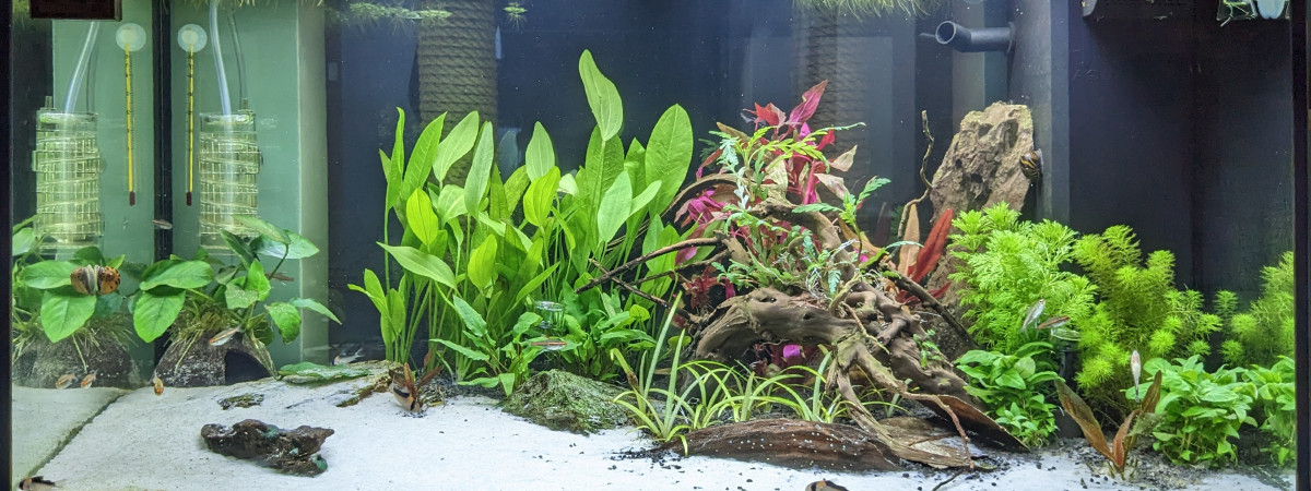 aquarium Rio125 - Amérique du Sud