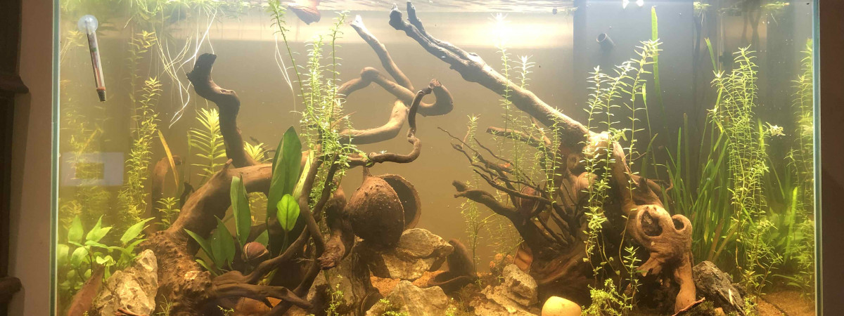 aquarium Asiatique 200