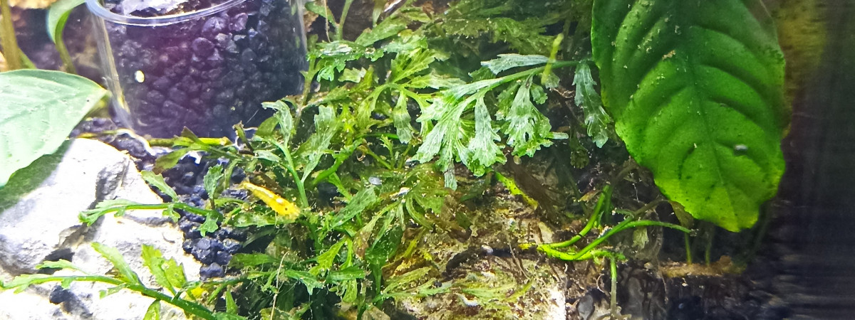 aquarium Yellow néon