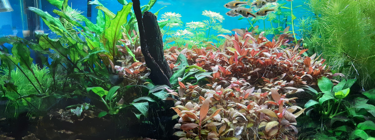 aquarium Naturel