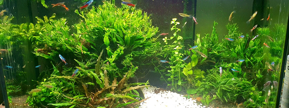 aquarium Nano aqua