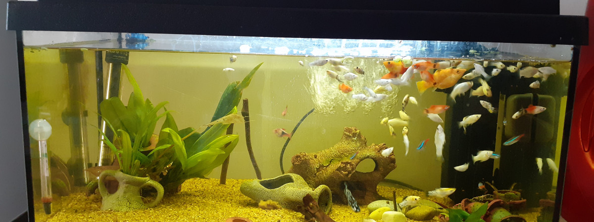 aquarium Aquarium communautaire poissons passifs