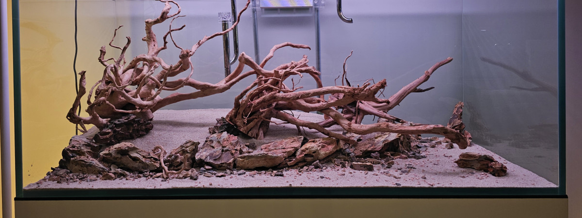 aquarium 300L scape