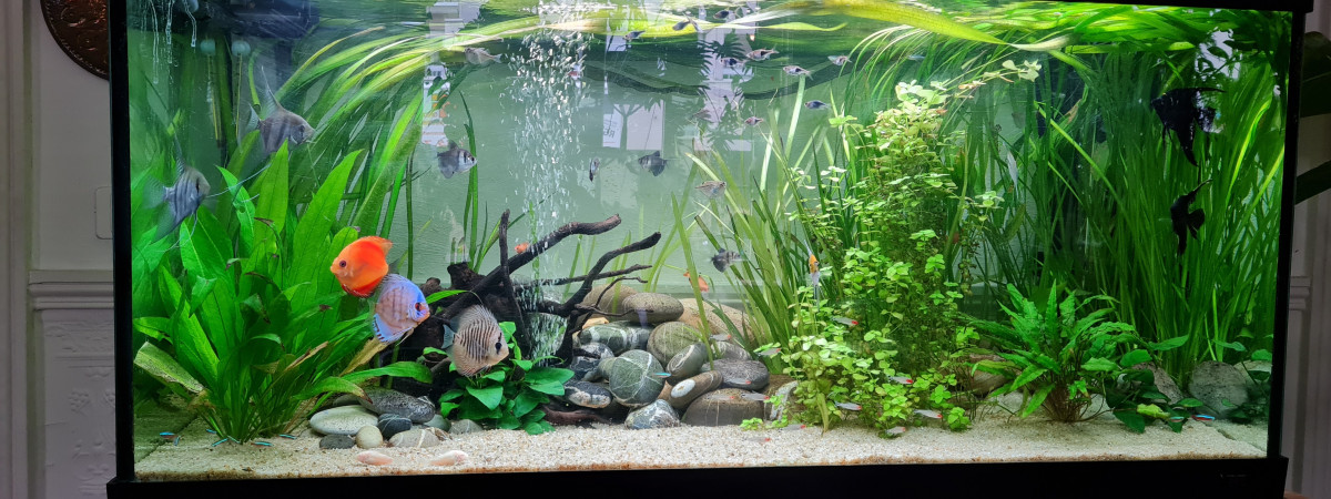 aquarium Bac