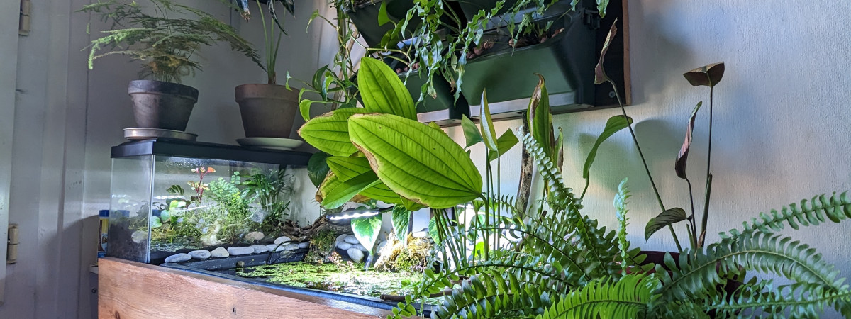 aquarium Bassin guppy endler