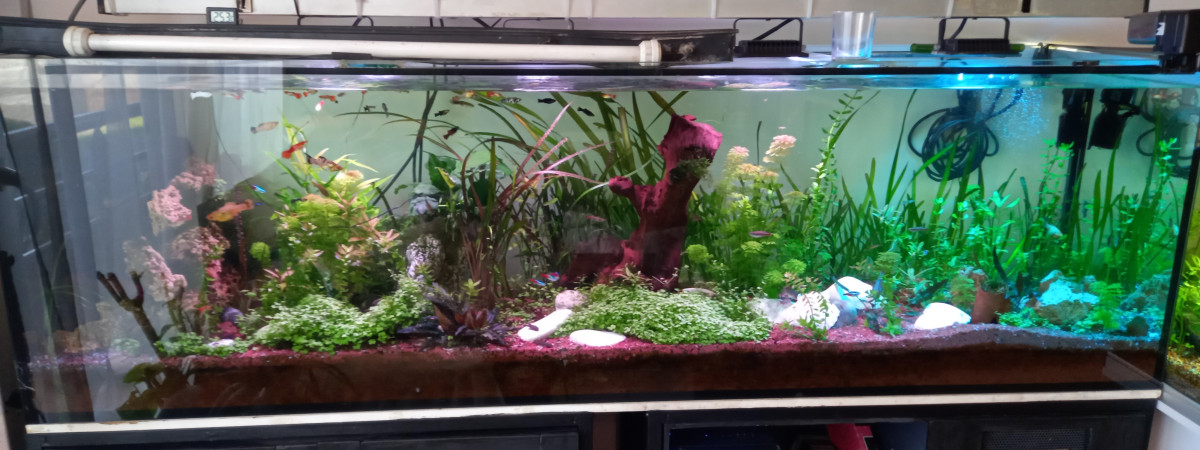 aquarium le 600 litres