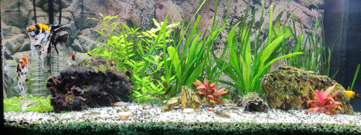 aquarium Communautaire Amazone