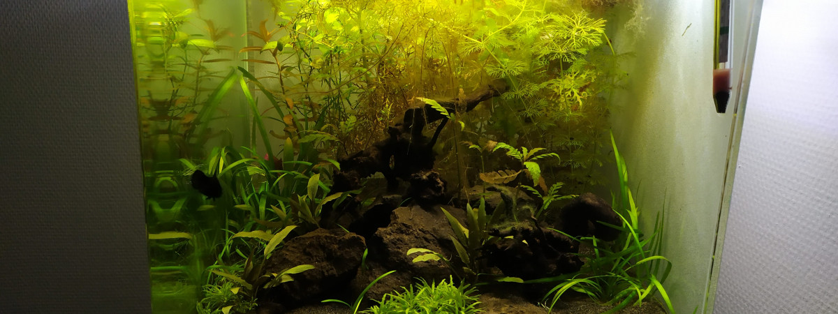 aquarium 55L