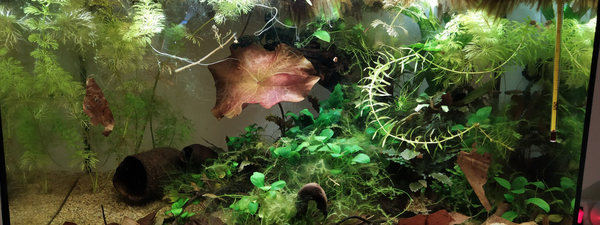 aquarium 40L killies
