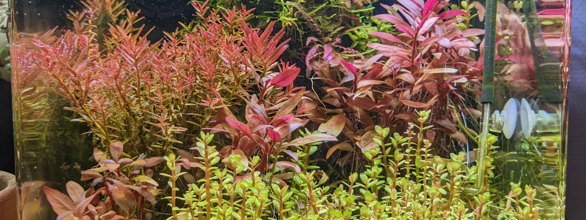aquarium Nano Co2