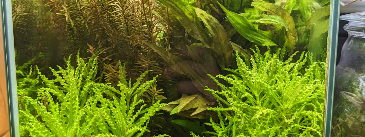 aquarium Nano Red Cherry
