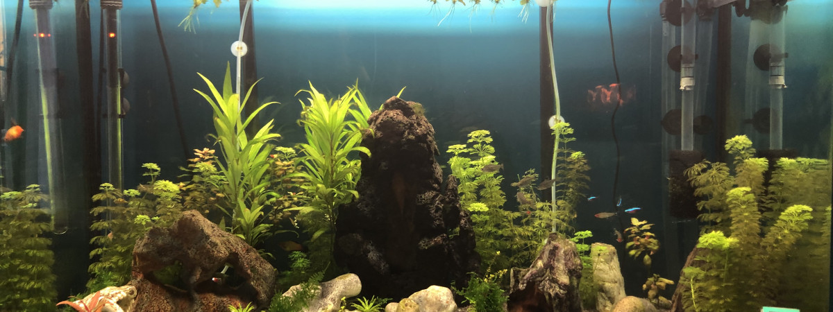 aquarium osaka 250