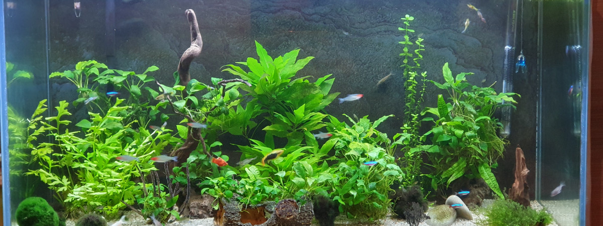 aquarium Aqua 200