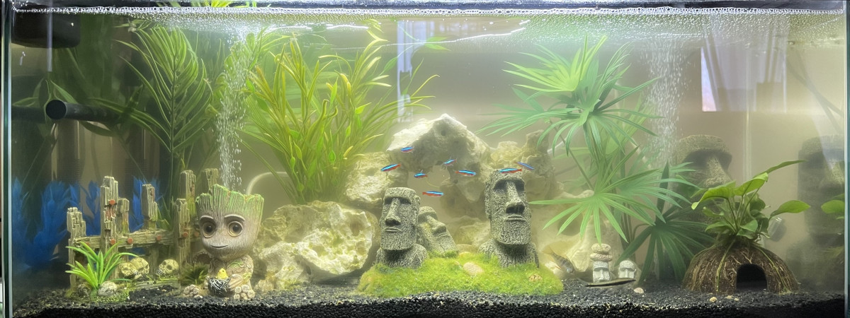 aquarium Ciano 80L