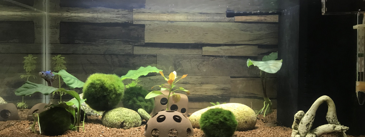 aquarium SuperFish Home 25