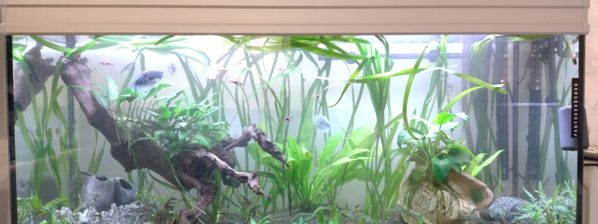 aquarium aquarium 296 L brut