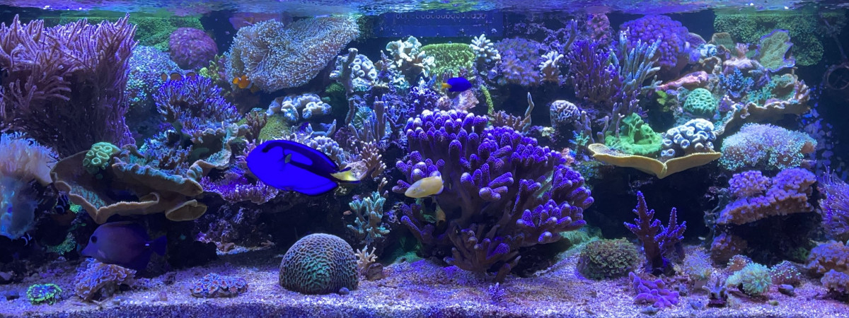 aquarium Mon ptit bout de récif
