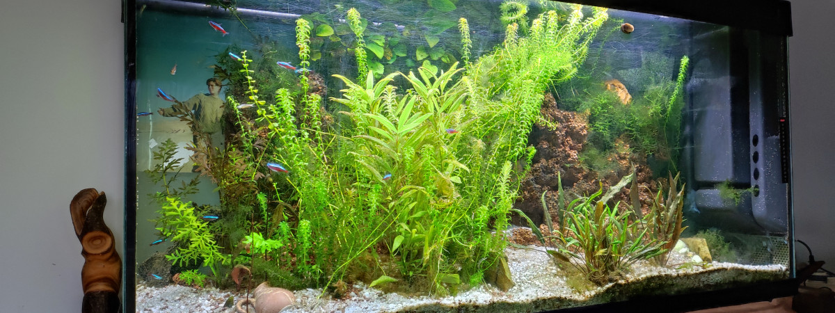 aquarium aquarim communautaire