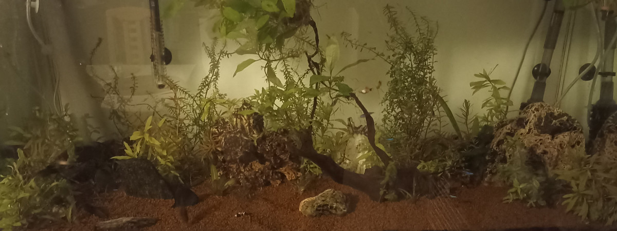 aquarium Aquarium