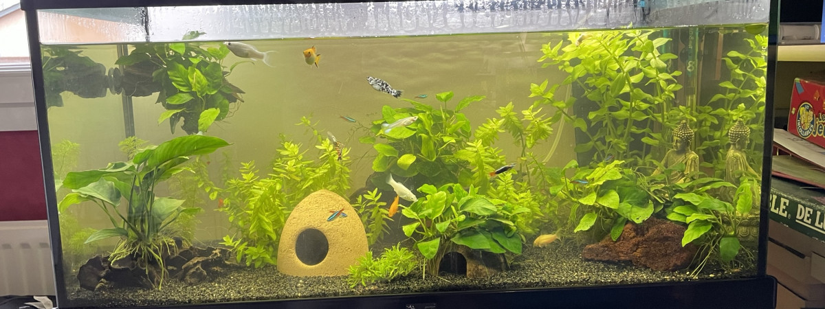 aquarium Aquarium 100L