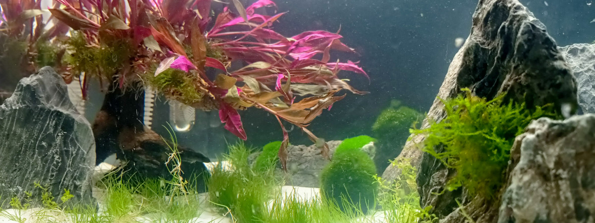 aquarium Le rose