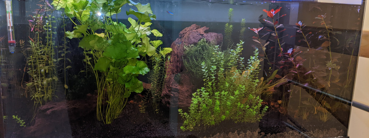 aquarium Apprentissage