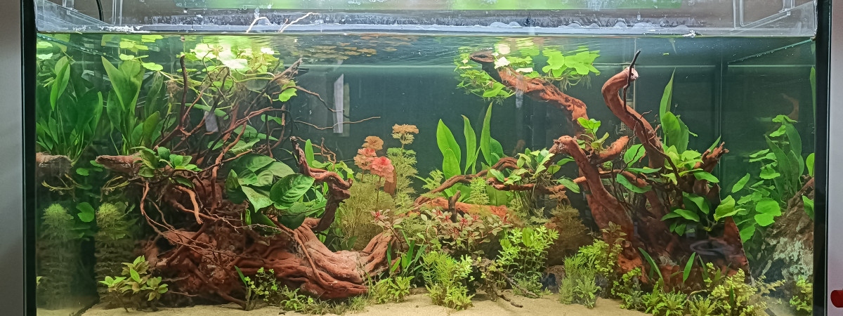 aquarium Amazonien plante