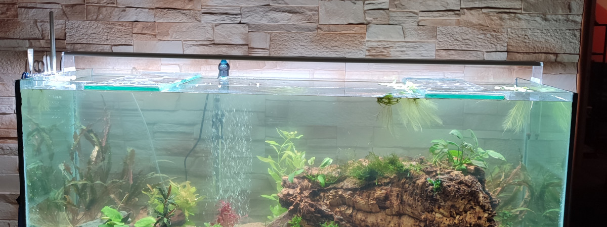 aquarium 240l mars 2023