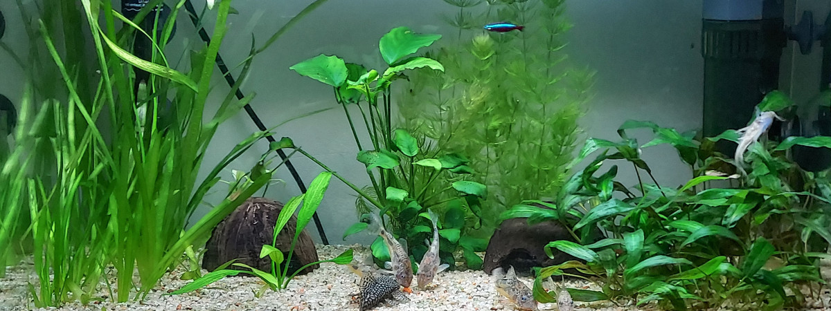 aquarium Bac de reproduction