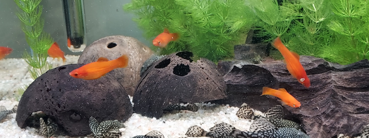 aquarium Bac de reproduction