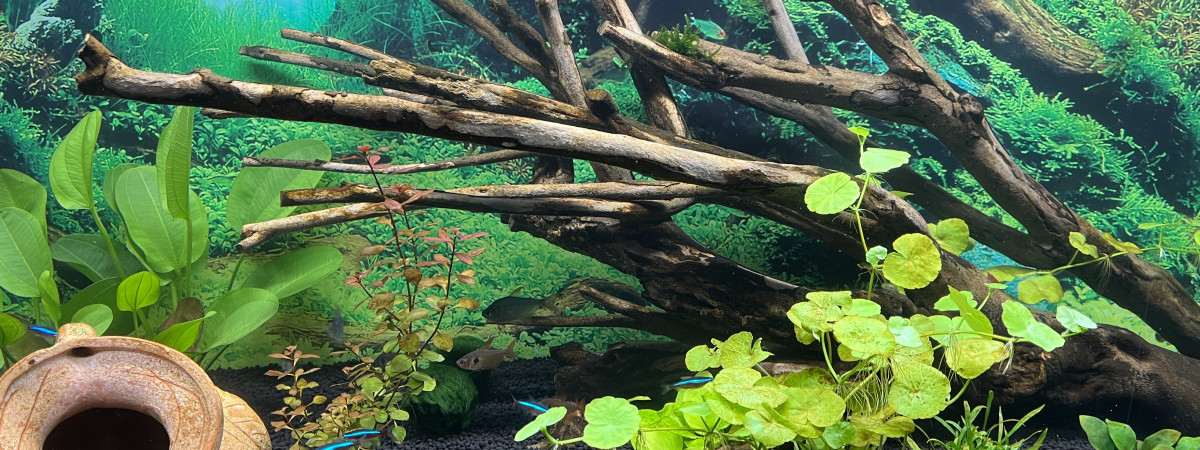 aquarium Aquarium